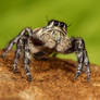 jumping spider series 2009 03