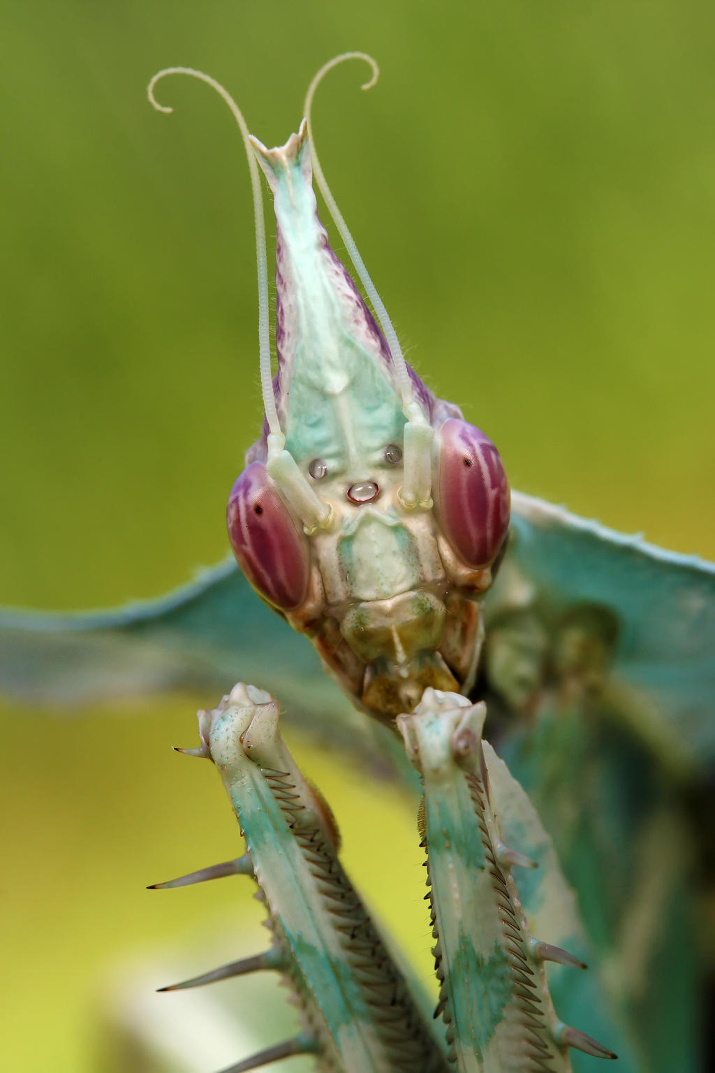 Devil Mtis devil mantis 1 by macrojunkie on DeviantArt