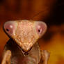 mite infested mantis 5X