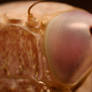 mite infested mantis 5X eye