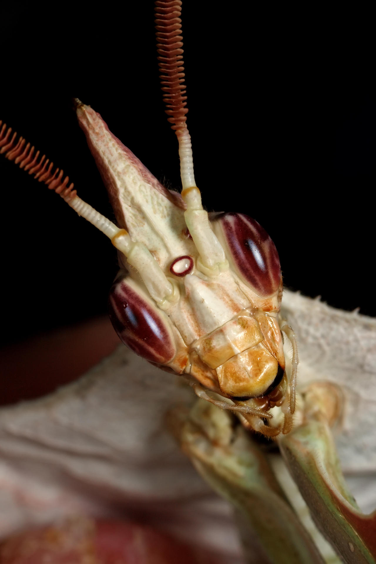 devil mantis 2009 by macrojunkie on DeviantArt