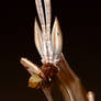 stick mantis pic 1