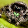 Phidippus audax pic 1