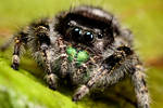 Phidippus audax pic 1 by macrojunkie