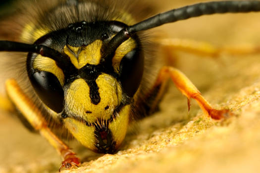 common wasp posing