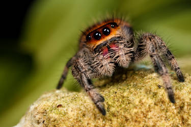 New jumping spider