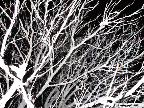 night tree