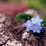 Forget-me-nots