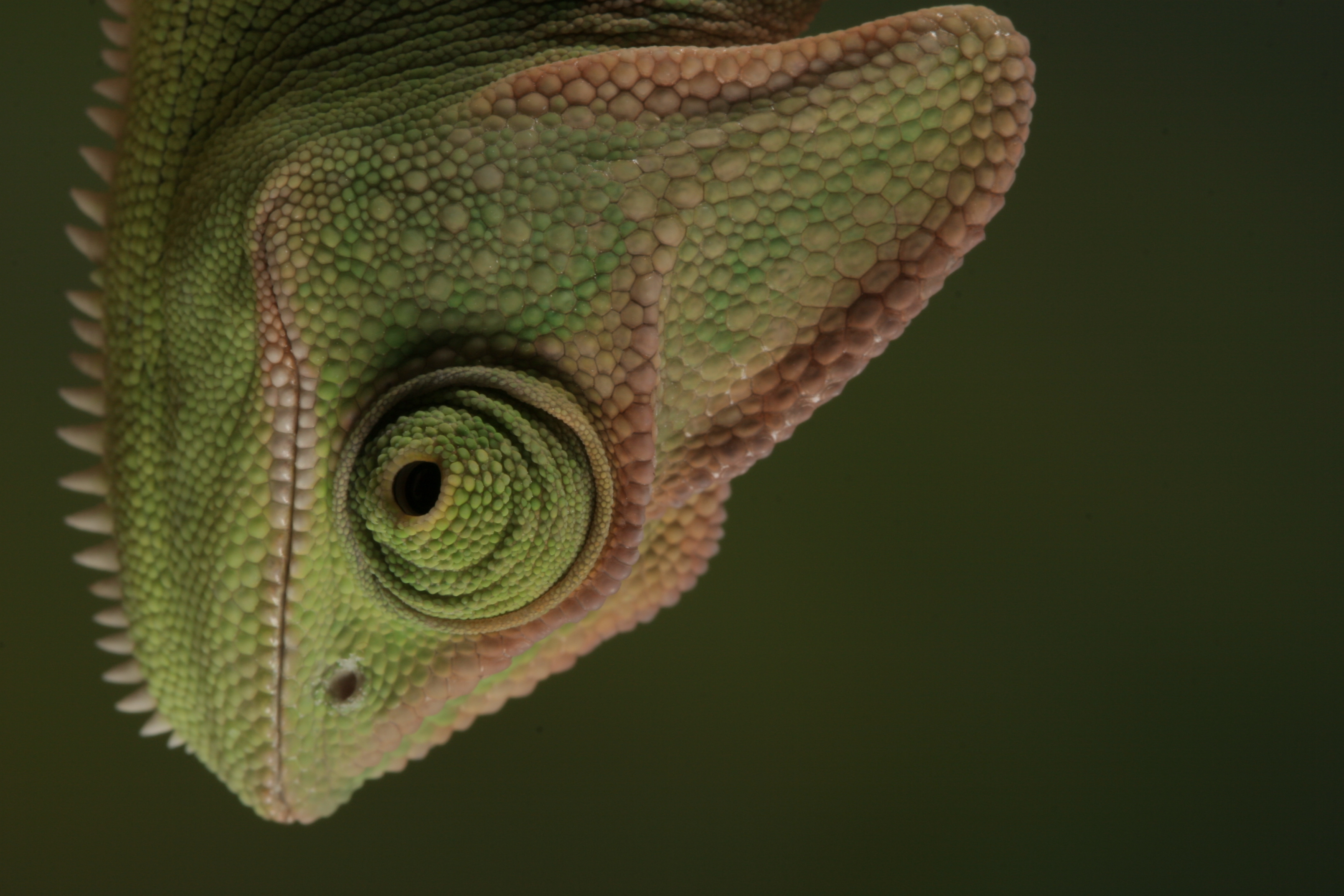 veiled chameleon 1