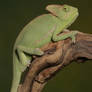 veiled chameleon full body