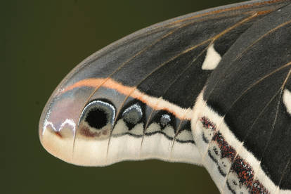 Eupackardia calleta wing tip