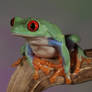 red-eyed tree frog 1