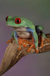 red-eyed tree frog 1 by bugalirious-STOCK