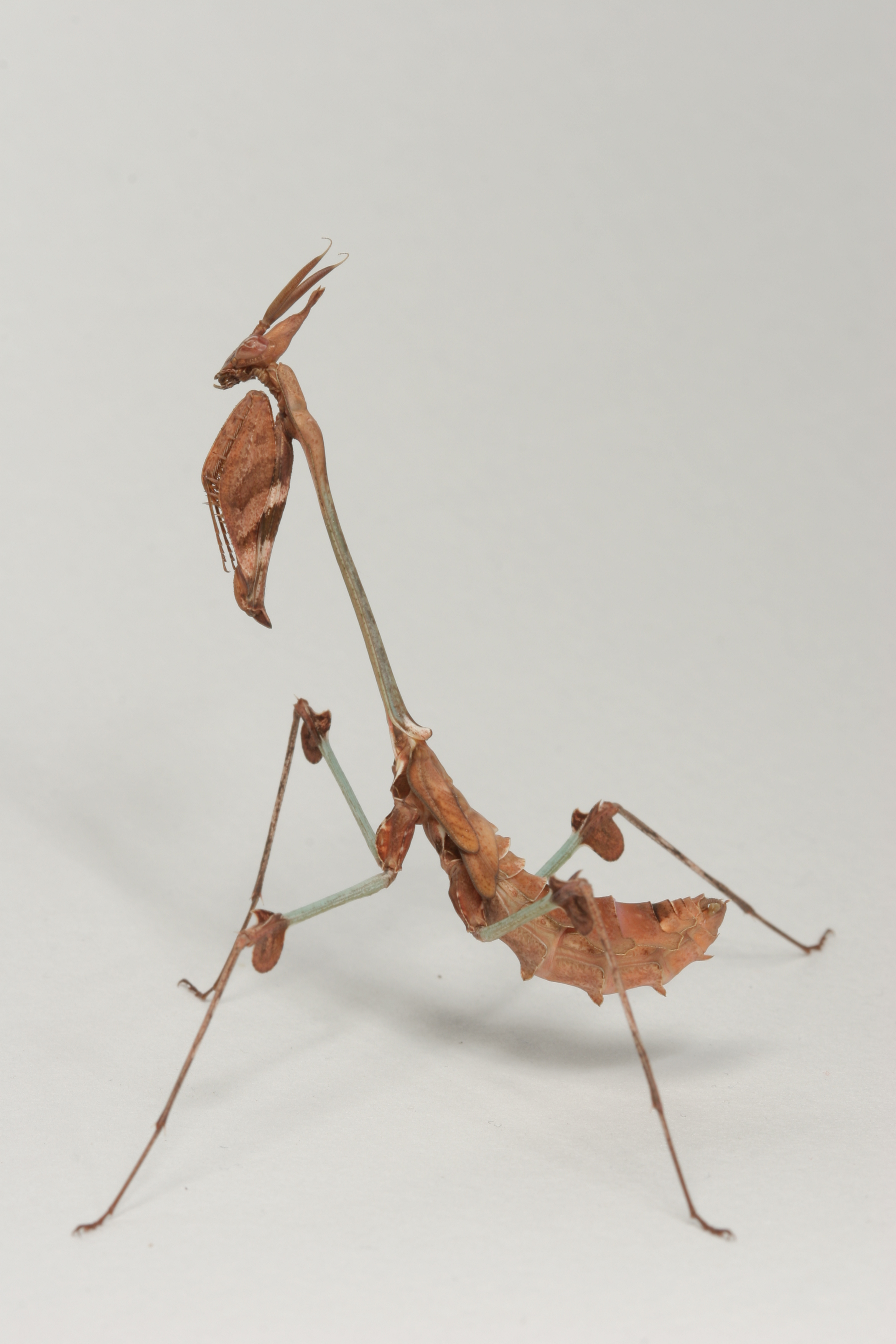 Violin mantis 1