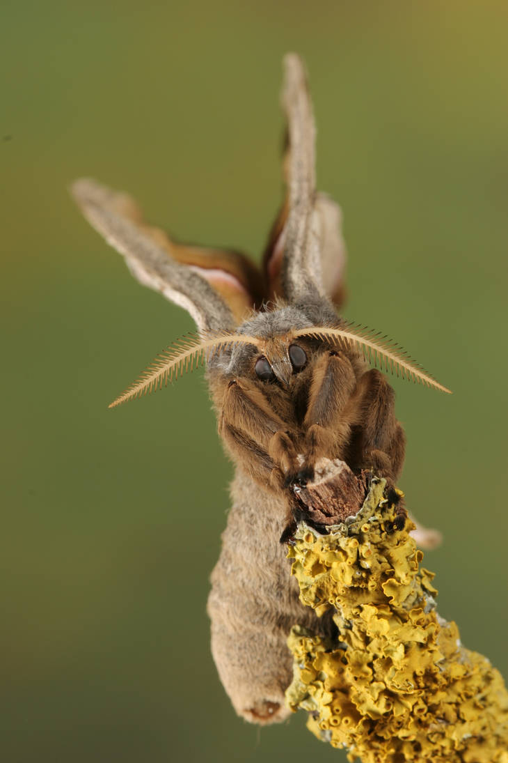 Polyphemus moth front 1 by bugalirious-STOCK on DeviantArt