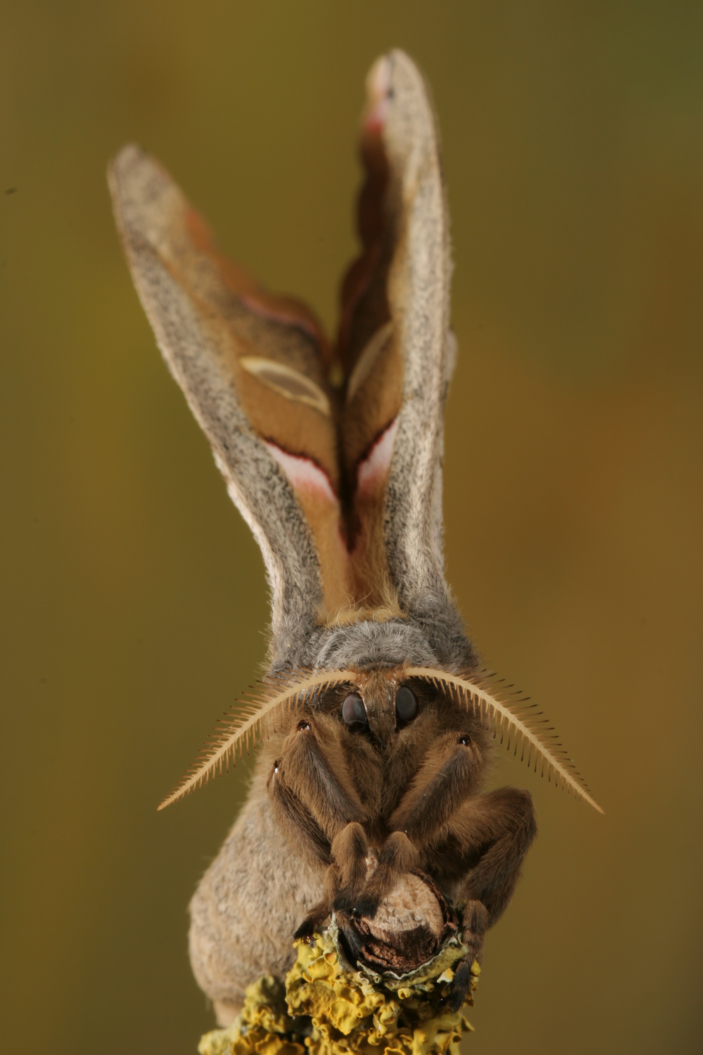 Polyphemus moth front 2