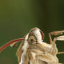 hawk-moth portrait