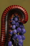 millipede 1 by bugalirious-STOCK