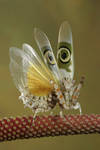 Spiny flower mantis 2 by bugalirious-STOCK