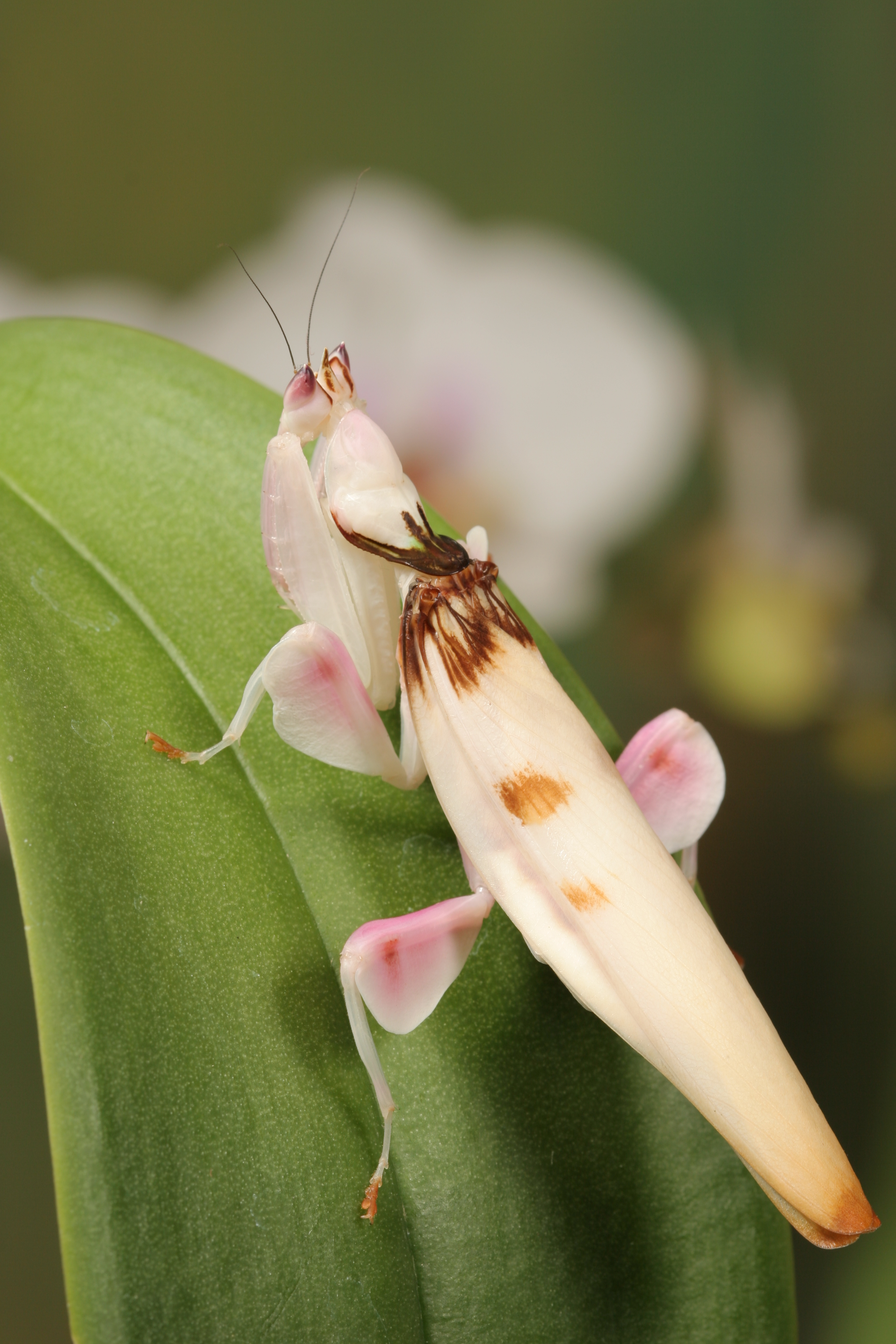 orchid mantis 3
