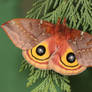 Io moth female 2