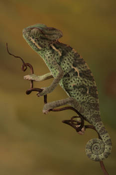veiled chameleon 4