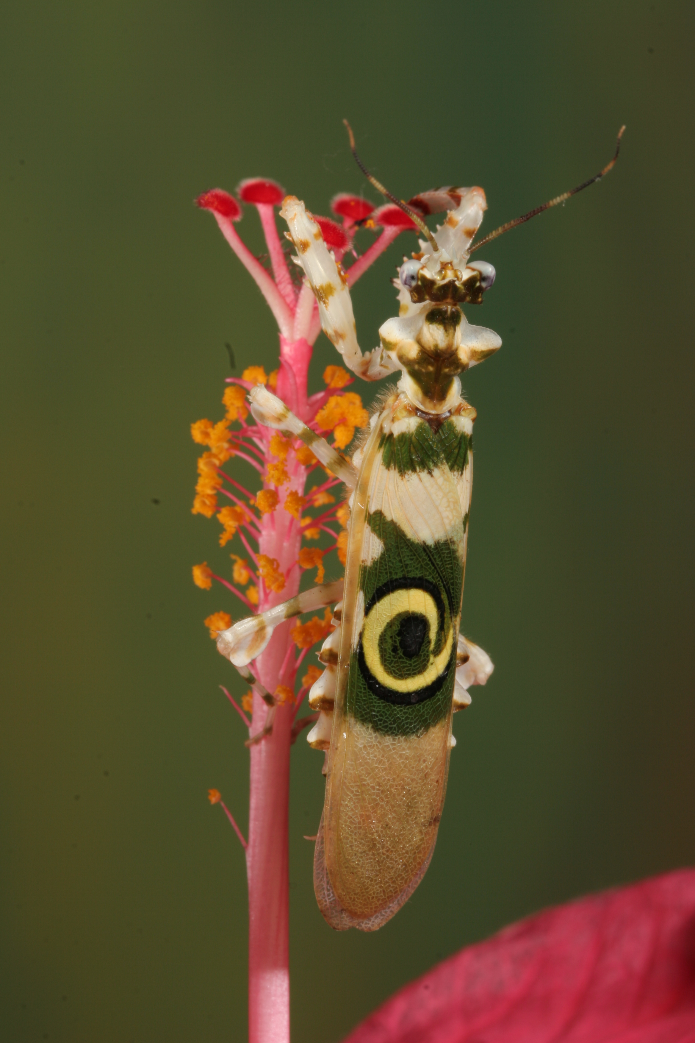 Spiny flower mantis 4