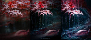 Murder Under The Maple Tree