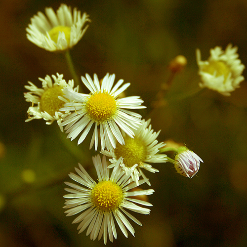 Daisies