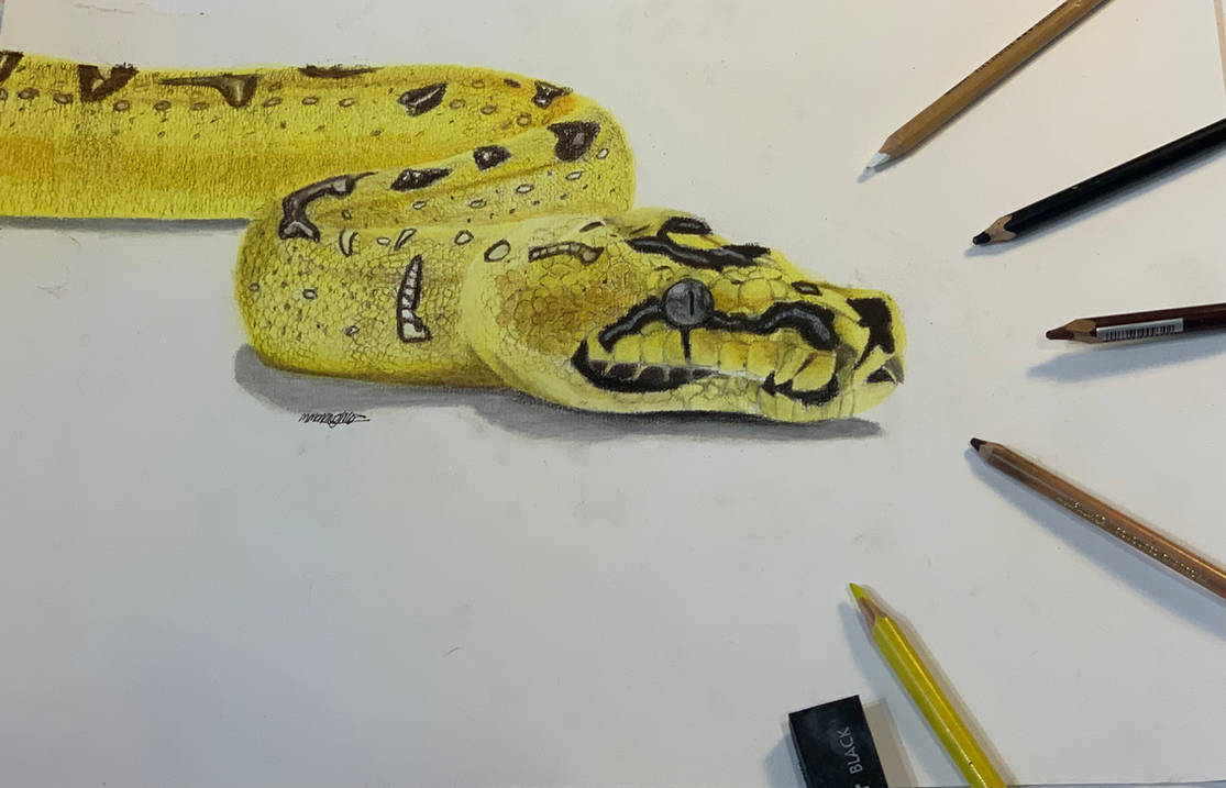 Pyjack Drawing Commission- jag python by madolyntigerwolf16 on DeviantArt