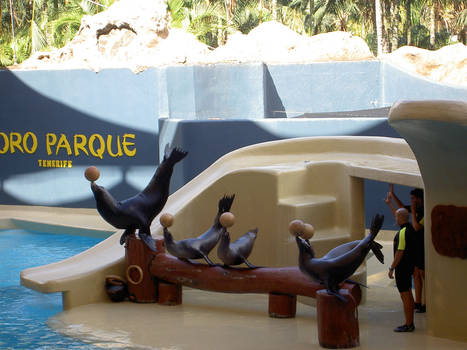 Seals in Loro Parque