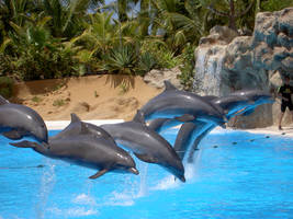 Dolphins of Loro Parque