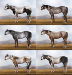Equine Adoptables -38- || OPEN by ArabianDreams