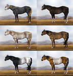 Equine Adoptables -39- || OPEN by ArabianDreams