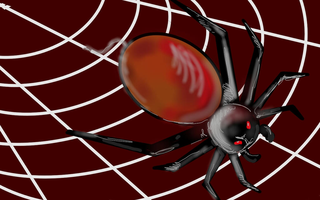 Spider Insect Deviantart SPIDER by DarinKostov on DeviantArt