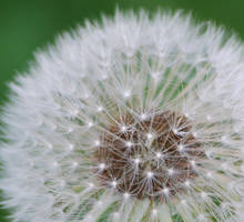 dandilion fireworks