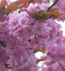 cherry blossom