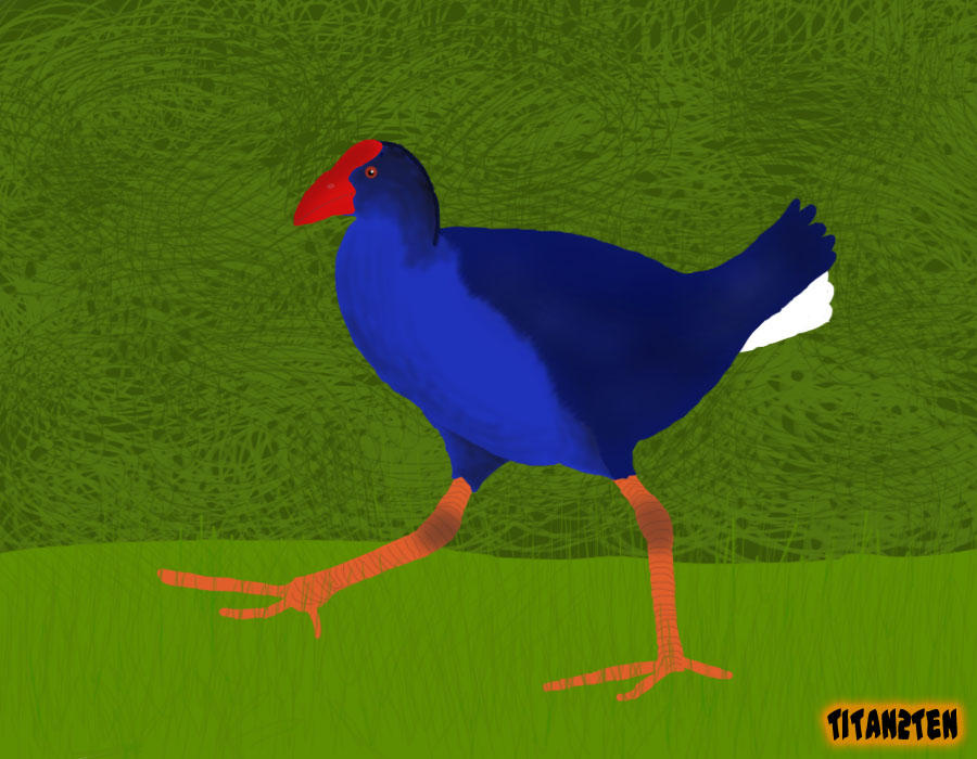 Pukeko Fight Pukeko Drawing by TiTaN2TeN on DeviantArt