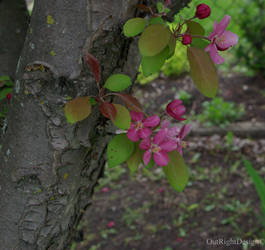 Trunk Buds