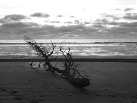 Log on a beach