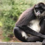 Rude Spider Monkey