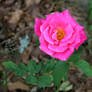 Pink Rose in the Garden