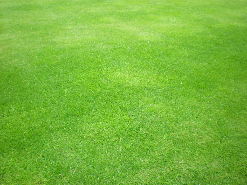 Green grass by Gardek