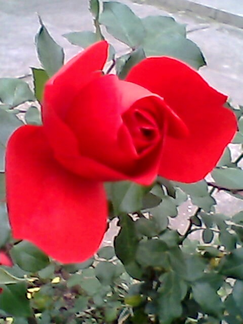 Red rose