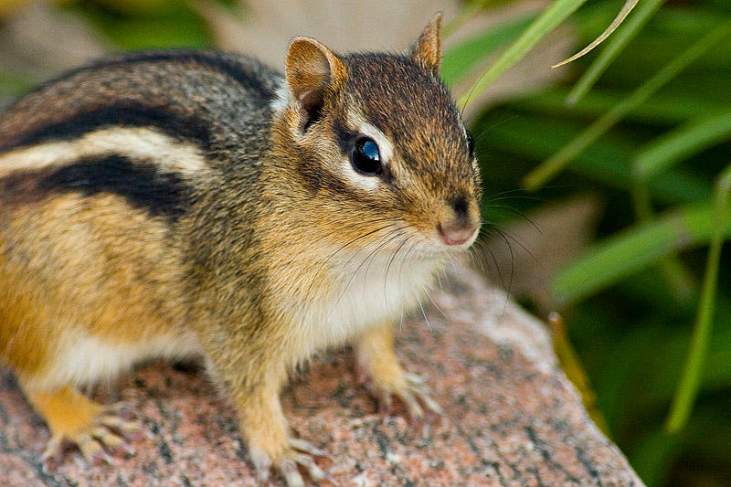 Chipmonk by mole2k on DeviantArt