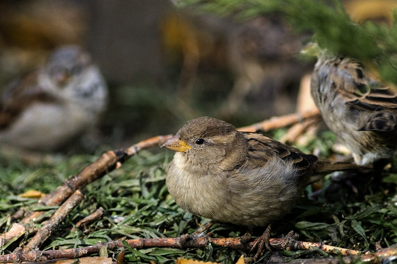 Sparrows