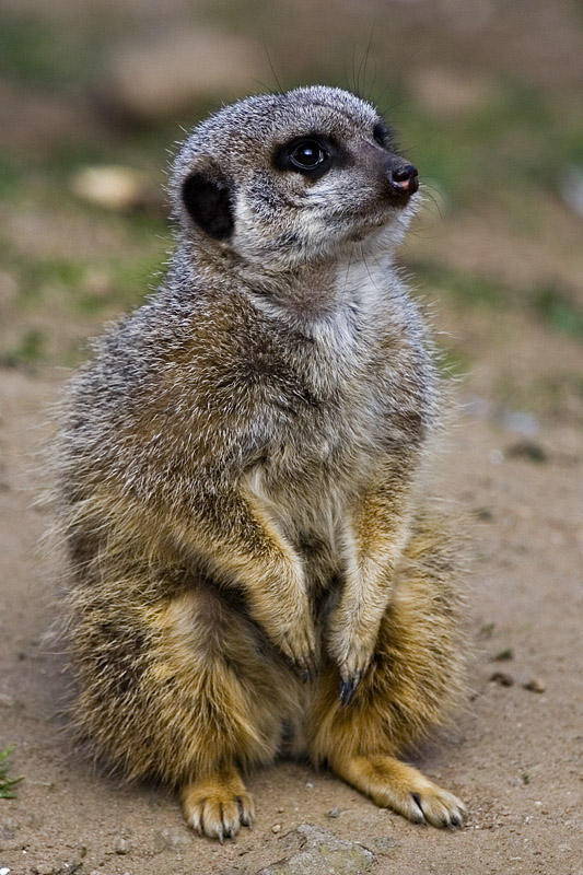 Meerkat