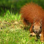 The squirrel is coming