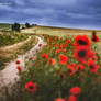 Poppy path