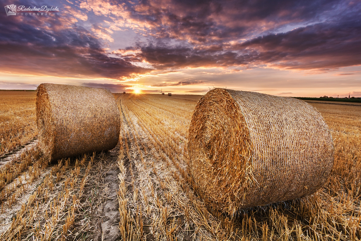 Path full of hay